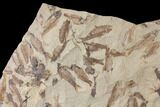 Fossil Fish (Gosiutichthys) Mortality Plate - Lake Gosiute #130101-1